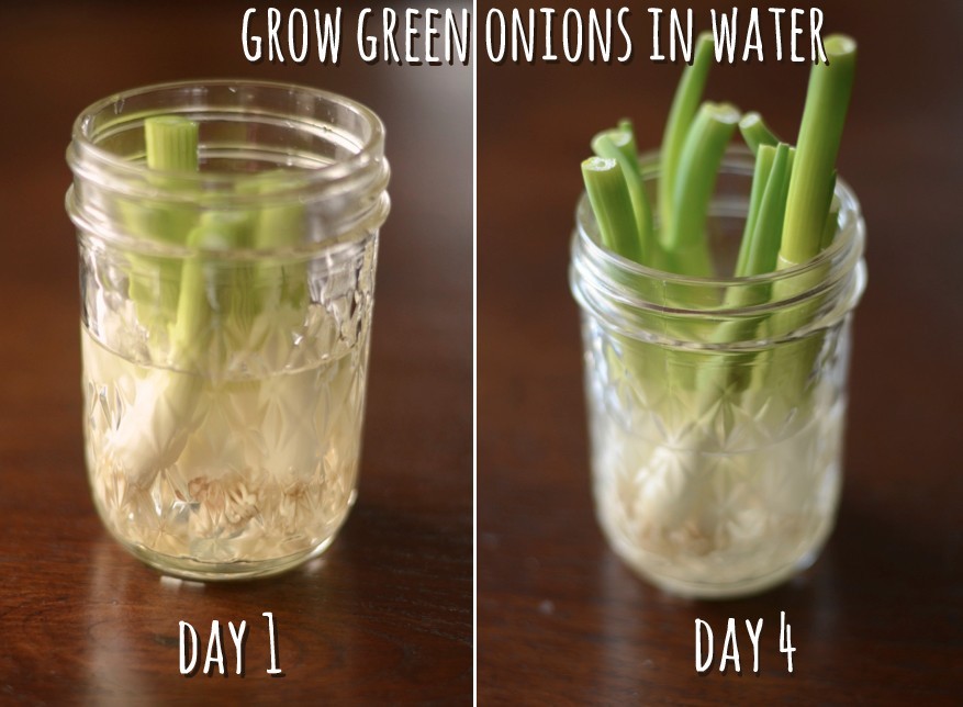 8 façons de réutiliser vos déchets en cuisine 3 12-Green-Onions