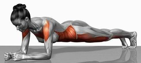 muscle_planche-abdominale