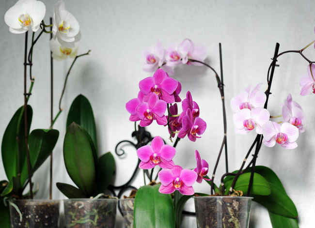 Tuto pour faire refleurir une orchidée fanée 2