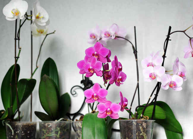 Tuto pour faire refleurir une orchidée fanée 2 Tuto pour faire refleurir une orchidée fanée 2