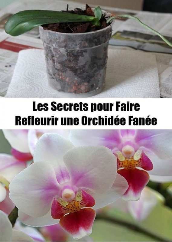 Tuto pour faire refleurir une orchidée fanée 1