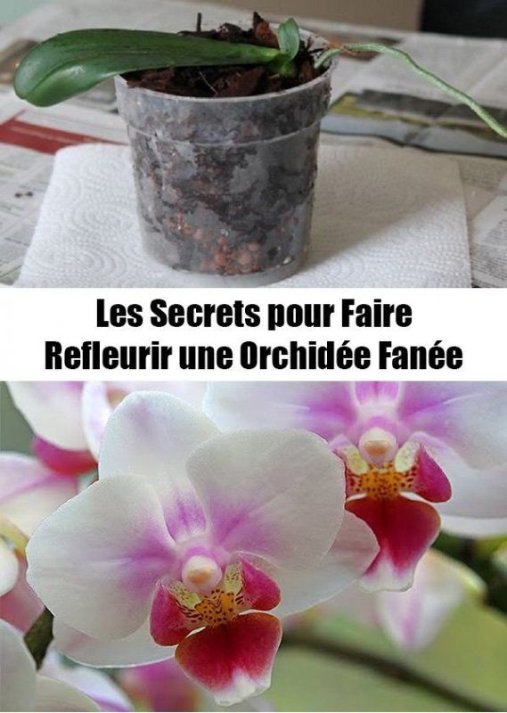 Tuto pour faire refleurir une orchidée fanée 1 Tuto pour faire refleurir une orchidée fanée 1