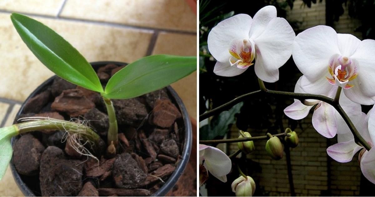 Tuto pour faire refleurir une orchidée fanée 3