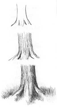 26 idées de dessins d'arbres (& tutos étapes par étapes) 17