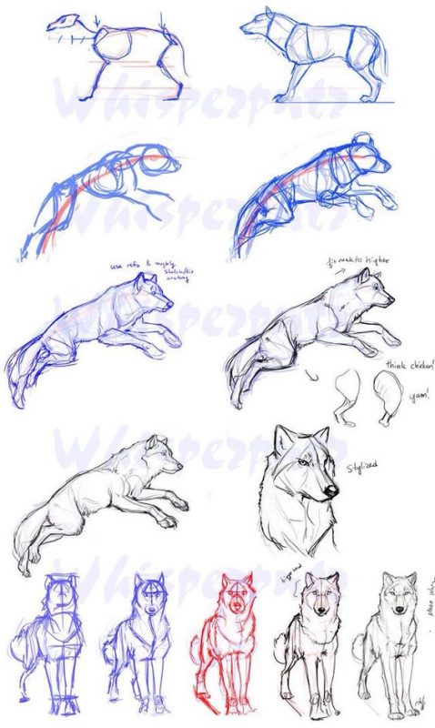 59 tutos pour apprendre à dessiner des animaux 14