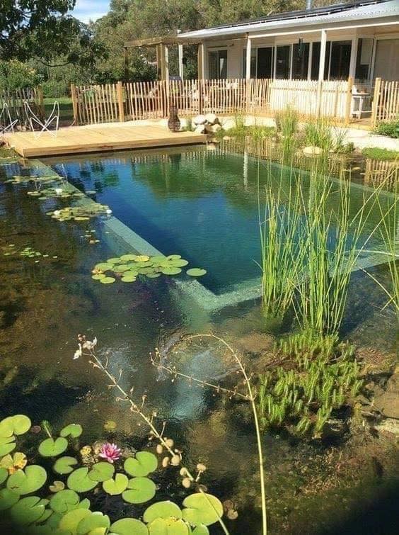 19 idées de piscines naturelles filtrées par les plantes 3