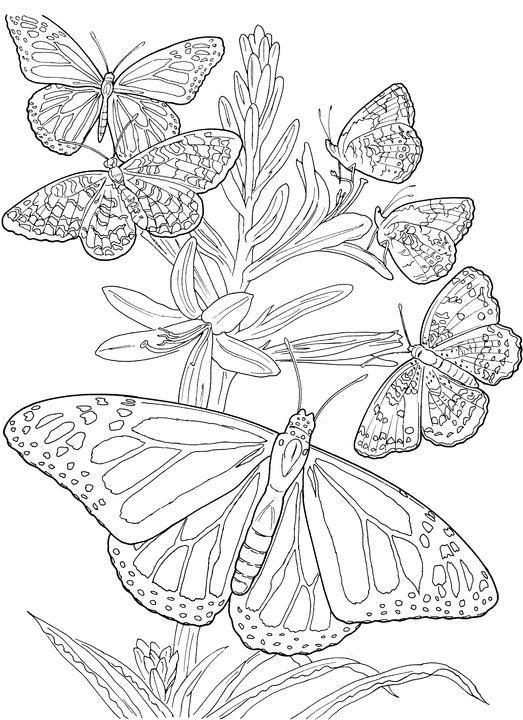53 Dessins papillon à Imprimer & à Colorier 12