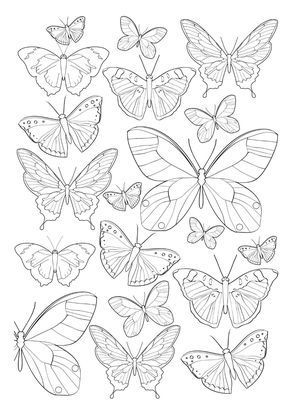 53 Dessins papillon à Imprimer & à Colorier 39