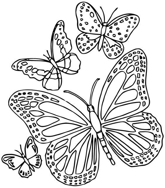 53 Dessins papillon à Imprimer & à Colorier 52