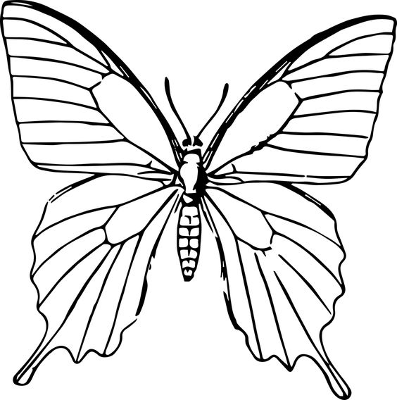 Coloriage Papillon : 32 Dessins De Papillon à Imprimer et à Colorier 13