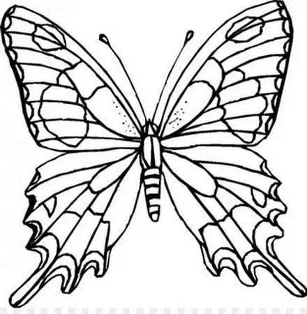 Coloriage Papillon : 32 Dessins De Papillon à Imprimer et à Colorier 28
