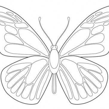 Coloriage Papillon : 32 Dessins De Papillon à Imprimer et à Colorier 32