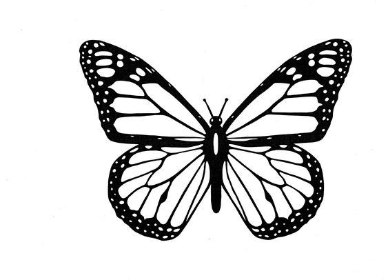 Coloriage Papillon : 32 Dessins De Papillon à Imprimer et à Colorier 10