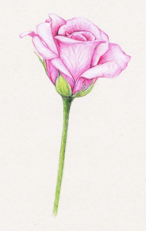 Comment dessiner une rose ? 37 idées & tutos étapes par étapes 26