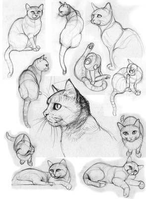 29 tutos dessins chat : pour savoir comment dessiner un chat facilement 20