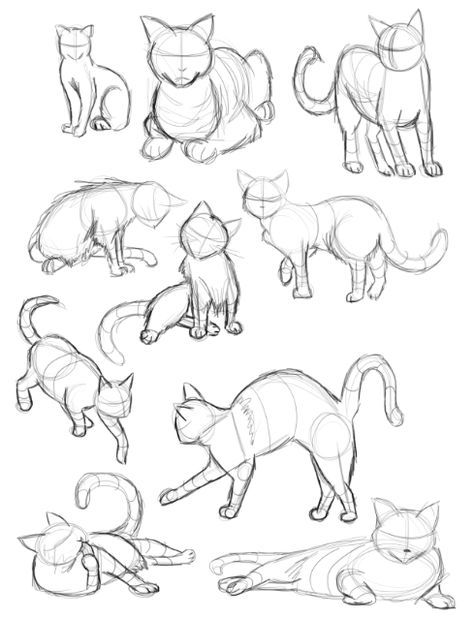29 tutos dessins chat : pour savoir comment dessiner un chat facilement 21