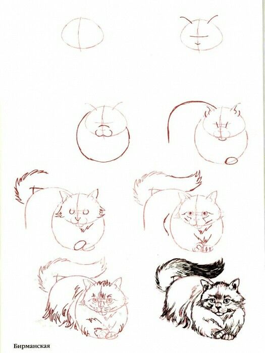 29 tutos dessins chat : pour savoir comment dessiner un chat facilement 24