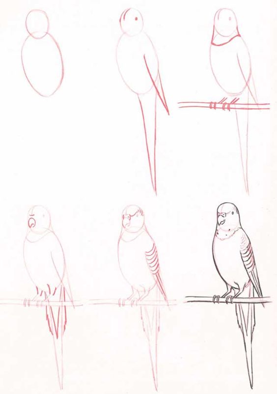 29 tutos dessins d'oiseaux étape par étape pour apprendre à dessiner des oiseaux 16
