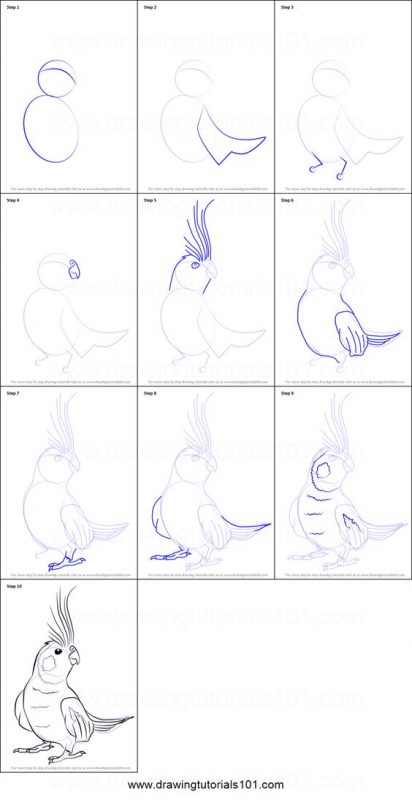 29 tutos dessins d'oiseaux étape par étape pour apprendre à dessiner des oiseaux 19