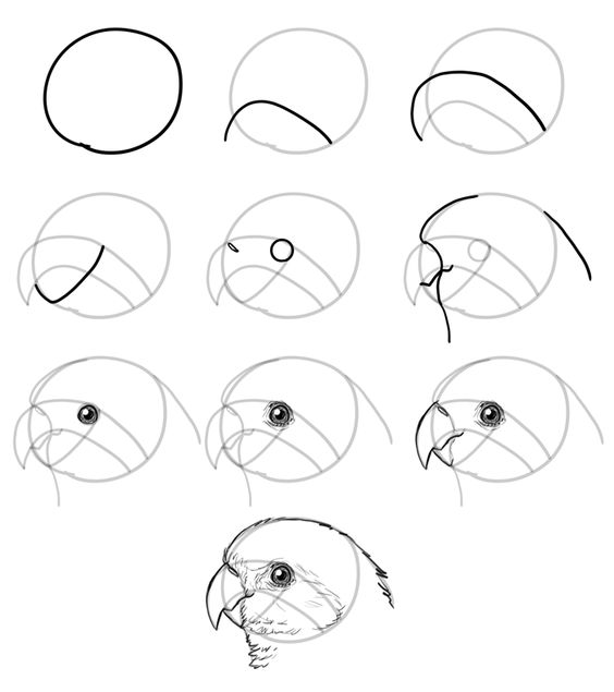 29 tutos dessins d'oiseaux étape par étape pour apprendre à dessiner des oiseaux 20