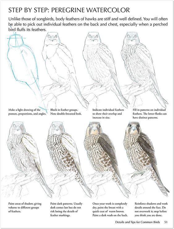 29 tutos dessins d'oiseaux étape par étape pour apprendre à dessiner des oiseaux 21