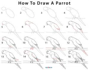 29 tutos dessins d'oiseaux étape par étape pour apprendre à dessiner des oiseaux 22