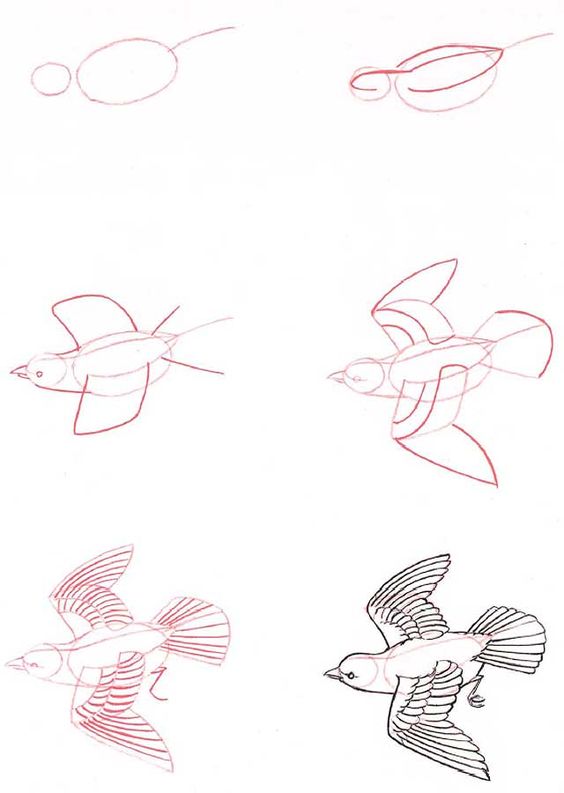 29 tutos dessins d'oiseaux étape par étape pour apprendre à dessiner des oiseaux 24