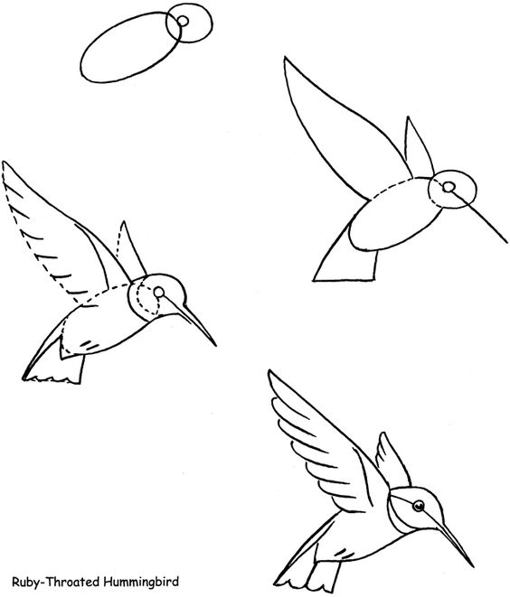 29 tutos dessins d'oiseaux étape par étape pour apprendre à dessiner des oiseaux 9