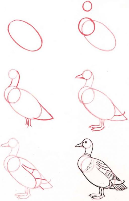 29 tutos dessins d'oiseaux étape par étape pour apprendre à dessiner des oiseaux 25