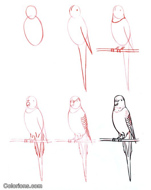 29 tutos dessins d'oiseaux étape par étape pour apprendre à dessiner des oiseaux 27