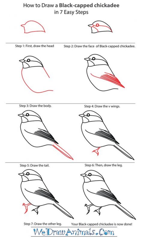 29 tutos dessins d'oiseaux étape par étape pour apprendre à dessiner des oiseaux 2