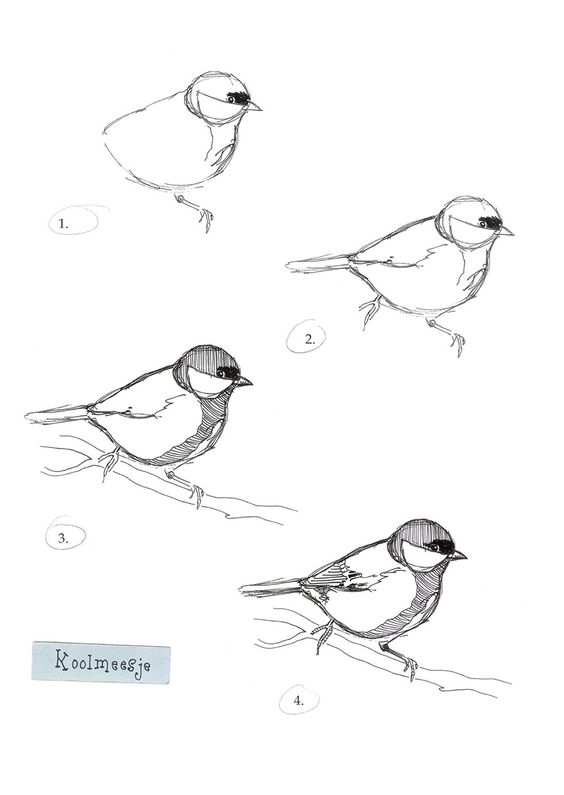 29 tutos dessins d'oiseaux étape par étape pour apprendre à dessiner des oiseaux 3
