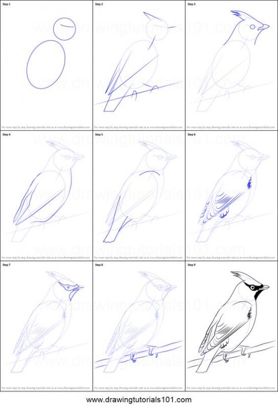 29 tutos dessins d'oiseaux étape par étape pour apprendre à dessiner des oiseaux 28