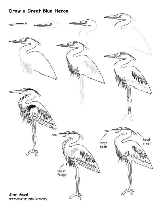 29 tutos dessins d'oiseaux étape par étape pour apprendre à dessiner des oiseaux 30
