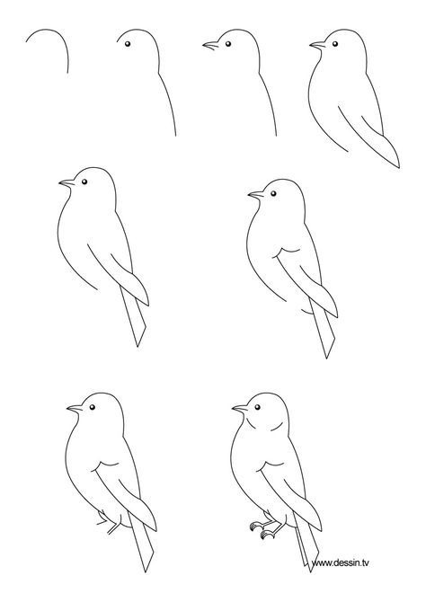 29 tutos dessins d'oiseaux étape par étape pour apprendre à dessiner des oiseaux 31