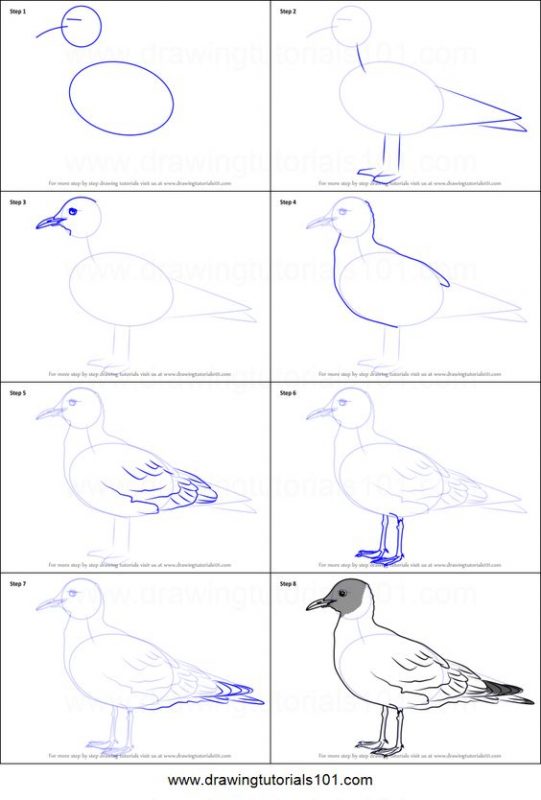 29 tutos dessins d'oiseaux étape par étape pour apprendre à dessiner des oiseaux 32