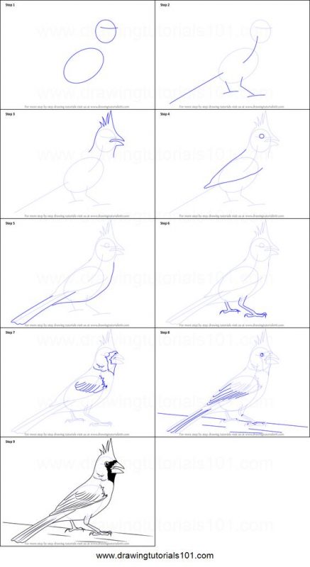 29 tutos dessins d'oiseaux étape par étape pour apprendre à dessiner des oiseaux 33