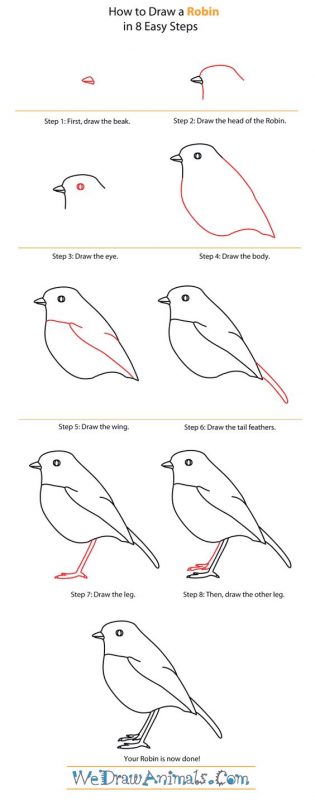 29 tutos dessins d'oiseaux étape par étape pour apprendre à dessiner des oiseaux 34