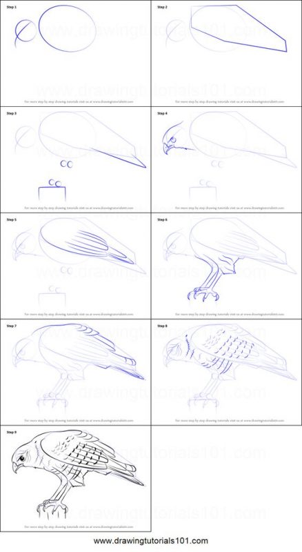 29 tutos dessins d'oiseaux étape par étape pour apprendre à dessiner des oiseaux 35