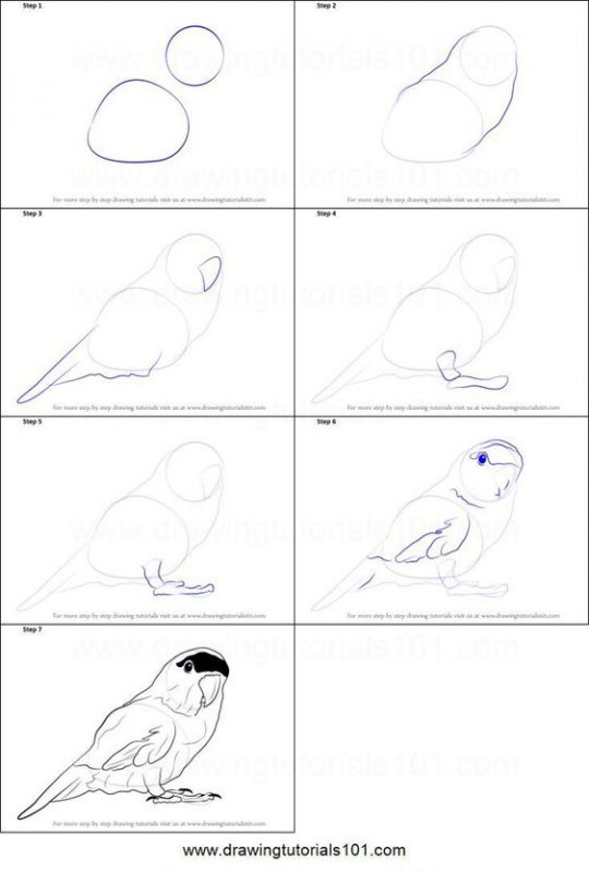 29 tutos dessins d'oiseaux étape par étape pour apprendre à dessiner des oiseaux 36