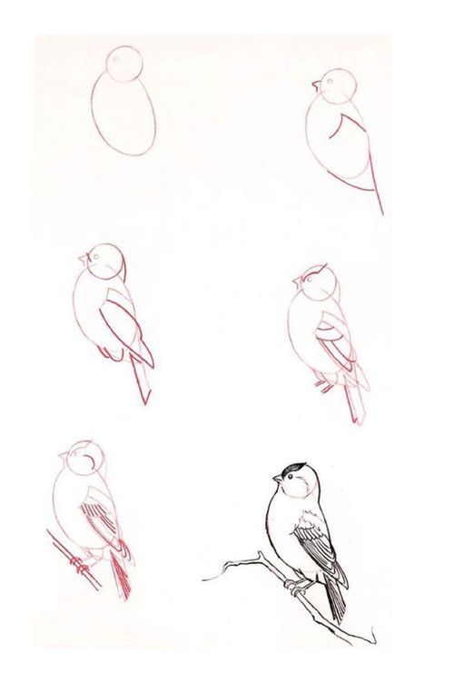 29 tutos dessins d'oiseaux étape par étape pour apprendre à dessiner des oiseaux 37