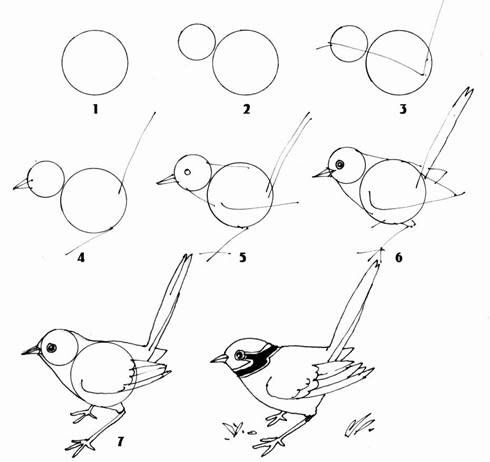 29 tutos dessins d'oiseaux étape par étape pour apprendre à dessiner des oiseaux 38