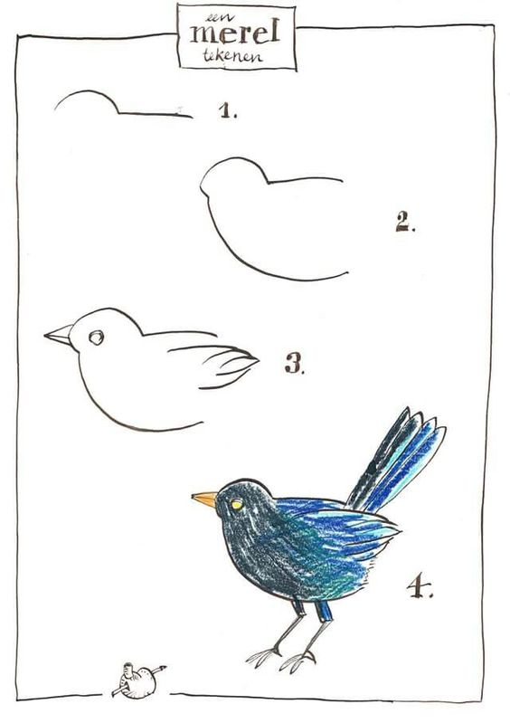 29 tutos dessins d'oiseaux étape par étape pour apprendre à dessiner des oiseaux 40