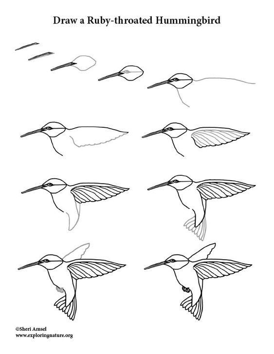 29 tutos dessins d'oiseaux étape par étape pour apprendre à dessiner des oiseaux 12