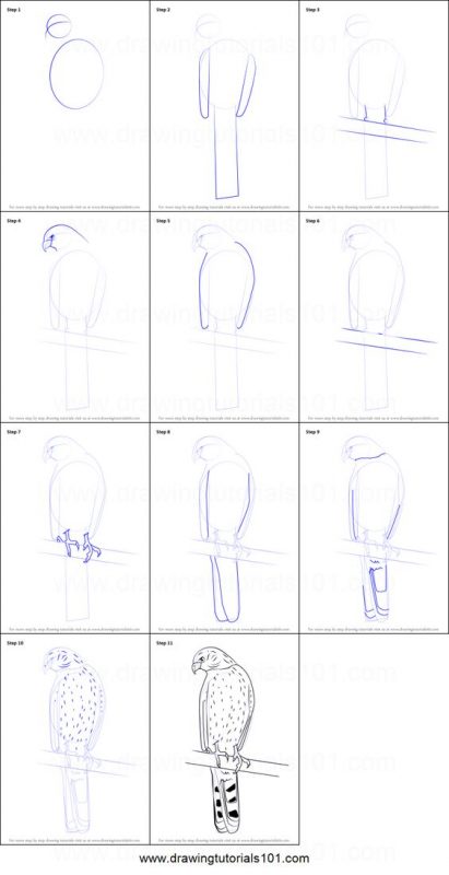 29 tutos dessins d'oiseaux étape par étape pour apprendre à dessiner des oiseaux 13
