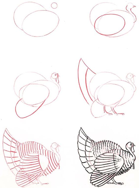 29 tutos dessins d'oiseaux étape par étape pour apprendre à dessiner des oiseaux 15