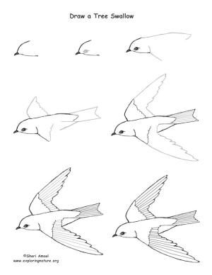 29 tutos dessins d'oiseaux étape par étape pour apprendre à dessiner des oiseaux 7