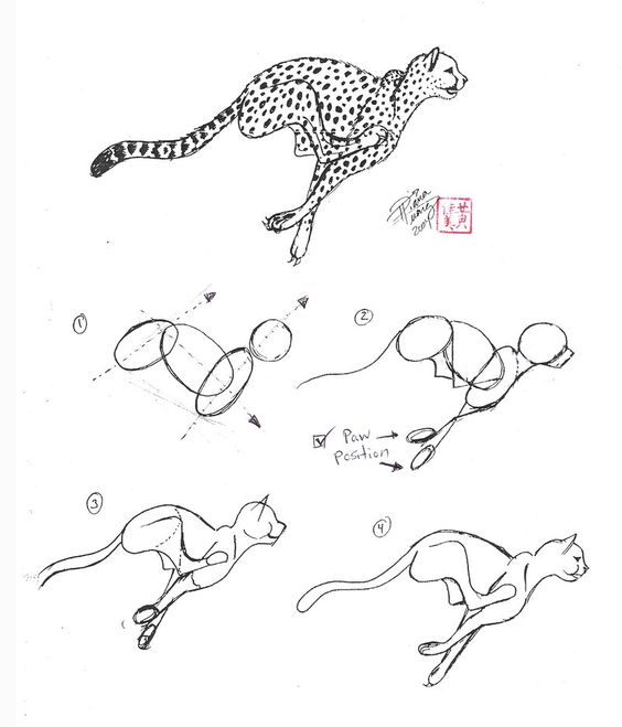 37 top idées et tutos de dessins d'animaux : pour apprendre à dessiner des animaux 17