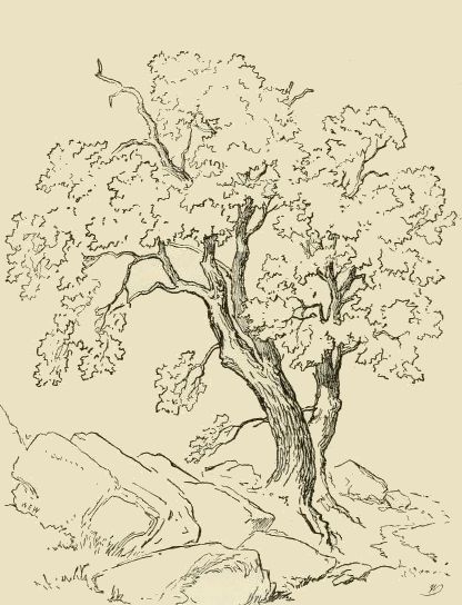 33 super idées de dessins d'arbres : pour apprendre à dessiner un arbre 11