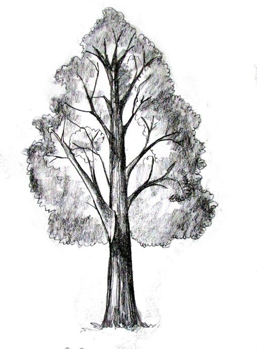33 super idées de dessins d'arbres : pour apprendre à dessiner un arbre 12
